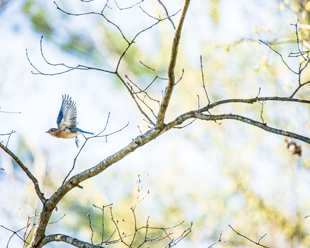 Backyard Birds NH-1378.jpg